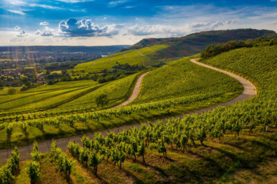 The French wine regions, strongholds of the world’s wine regions