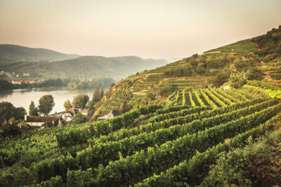 Osztrák borok - Grüner Veltliner és a Weinviertel kincsei 121 Osztrák borok – Grüner Veltliner és a Weinviertel kincsei